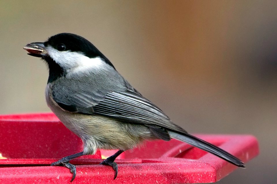 bird black cap chickadee