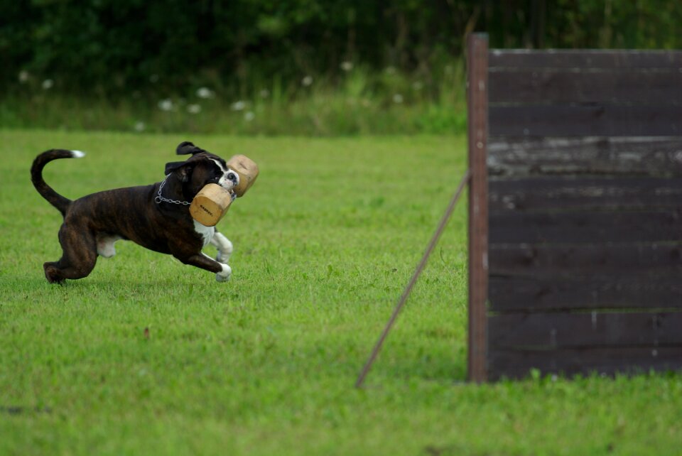 Animal pet green training