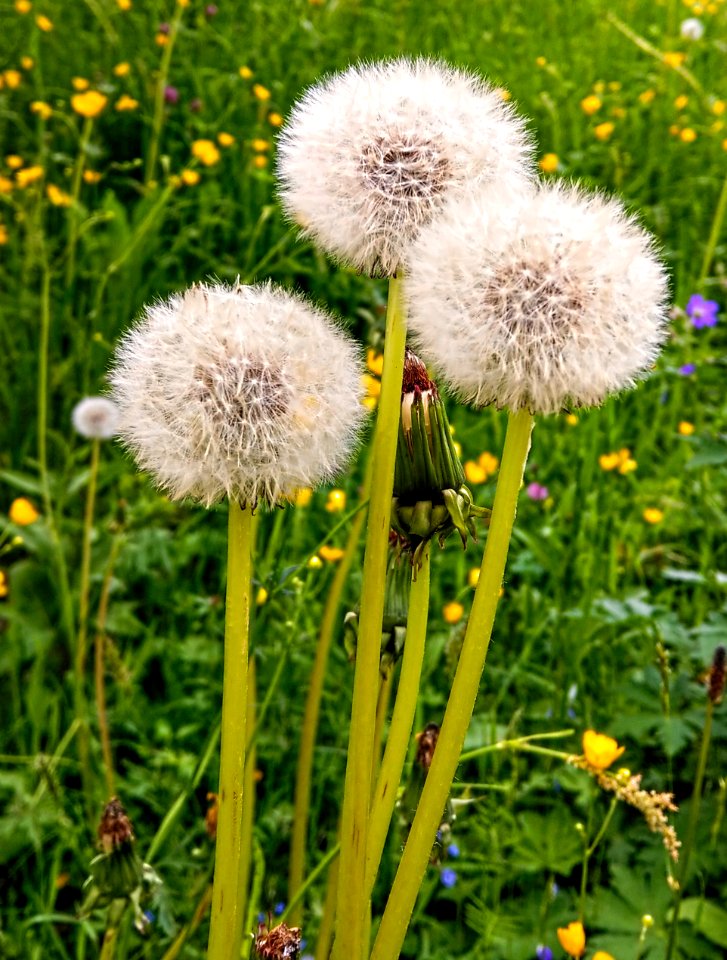Spring bloomers