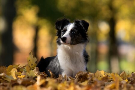 Leaves lying autumn