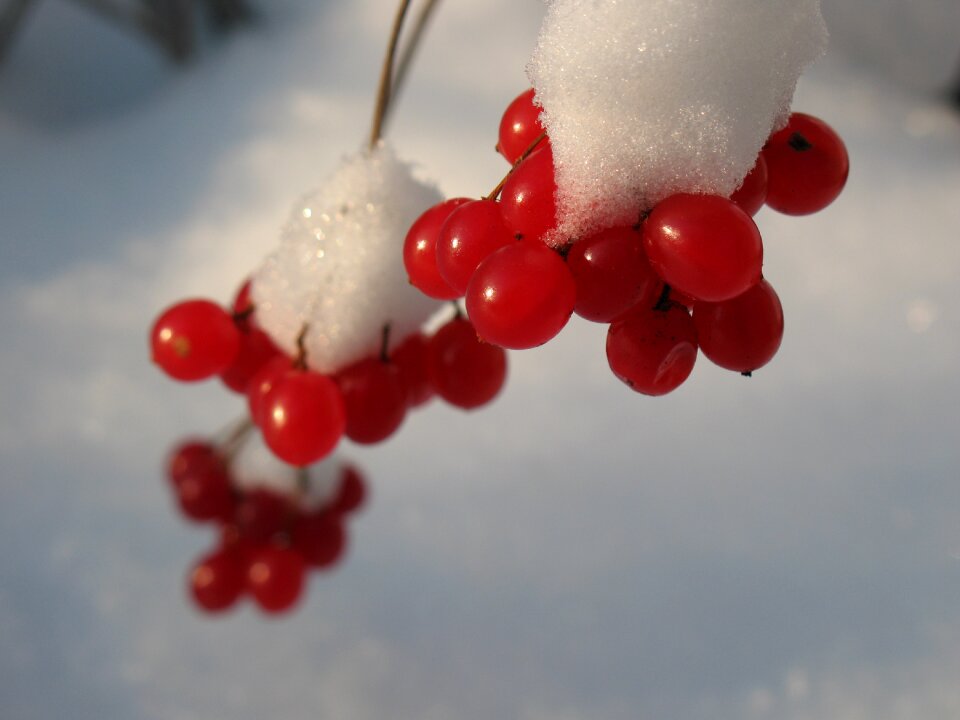 Nature winter russia