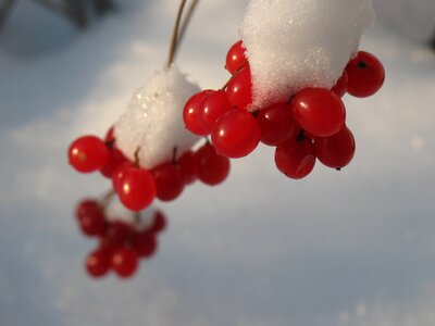 Nature winter russia