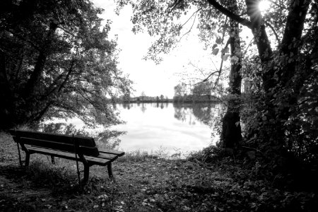 Solitude on the lake photo
