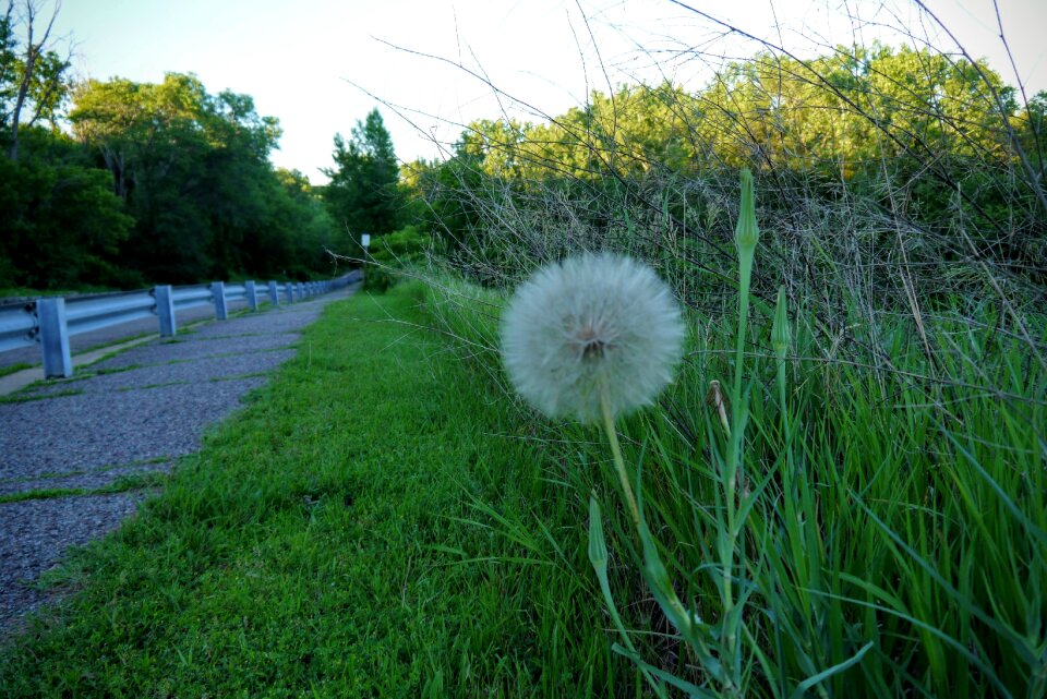 Flower grass nature