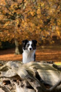 Dog tree autumn photo