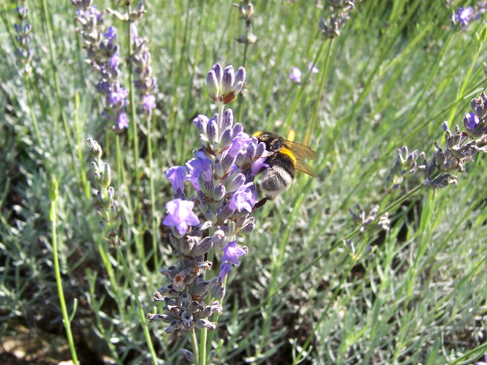 Forage summer flower