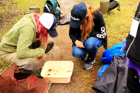 Observing amphibians and invertebrates of the ponds at Mount St. Helens photo