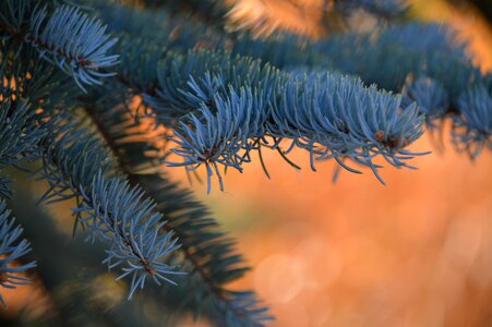 Orange branch pine