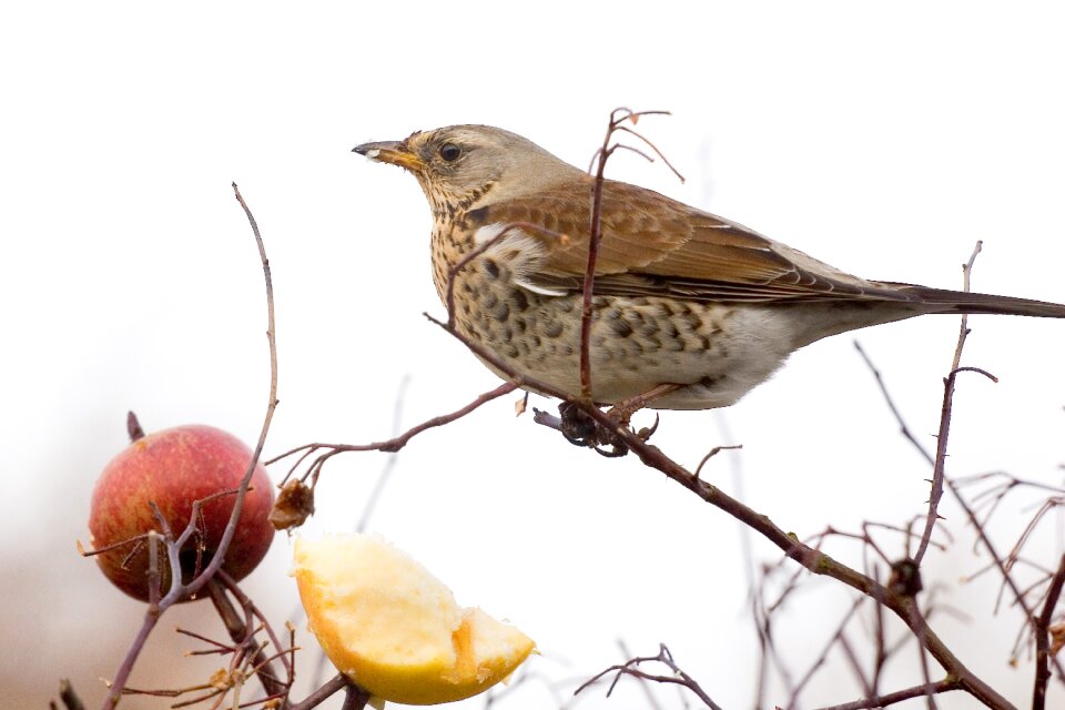 Turdus pilaris thrush natural