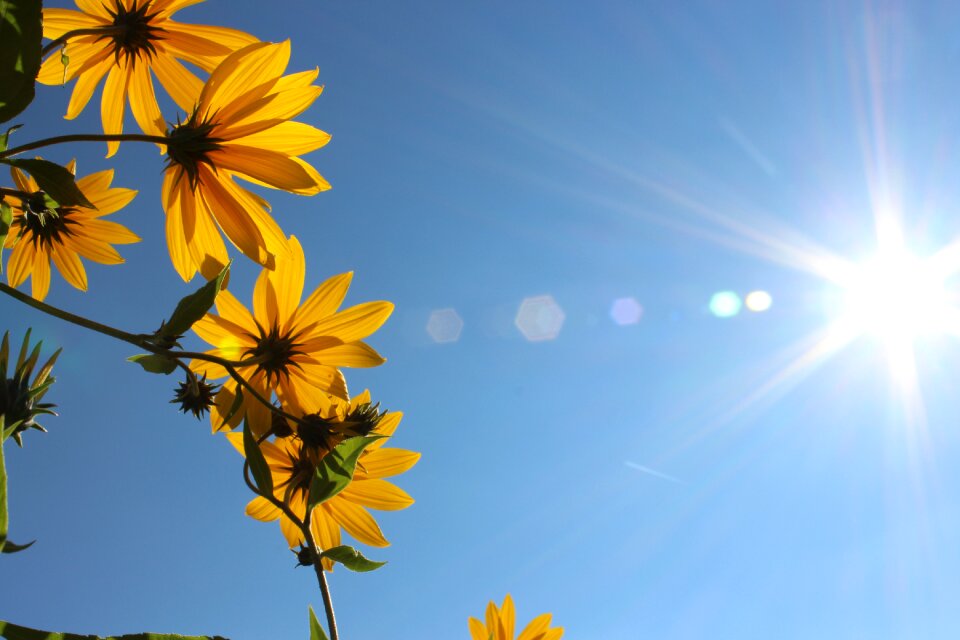 Nature blossom bloom