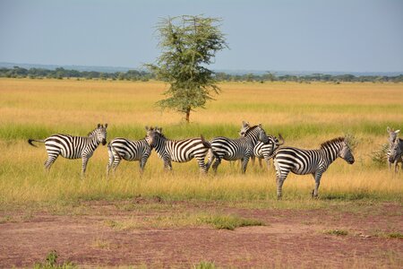 Serengeti africa national park photo