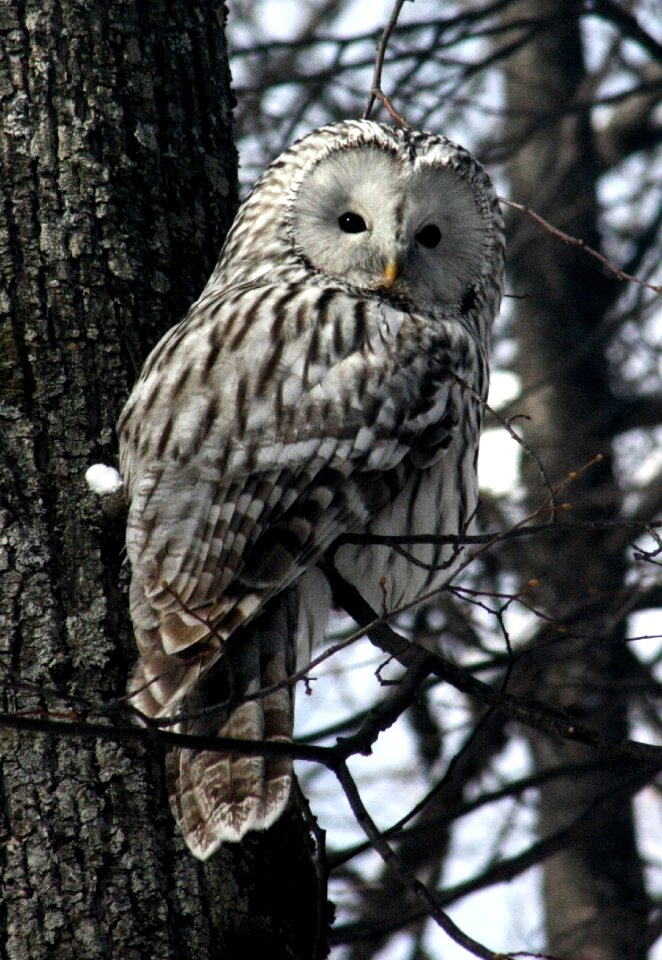 Owl animals kazan