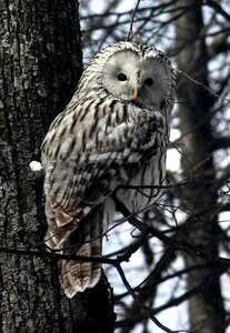 Owl animals kazan photo