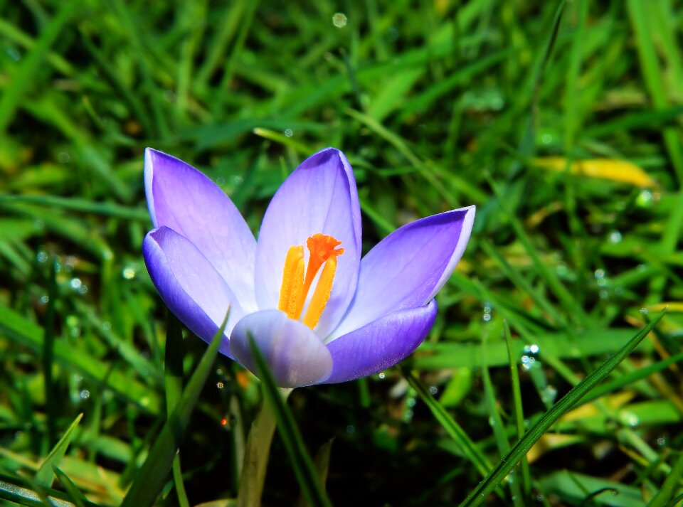Crocus winter blue