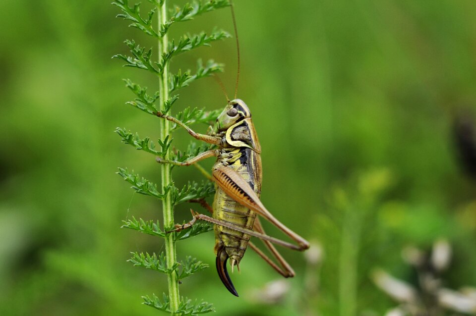 Insect macro nature