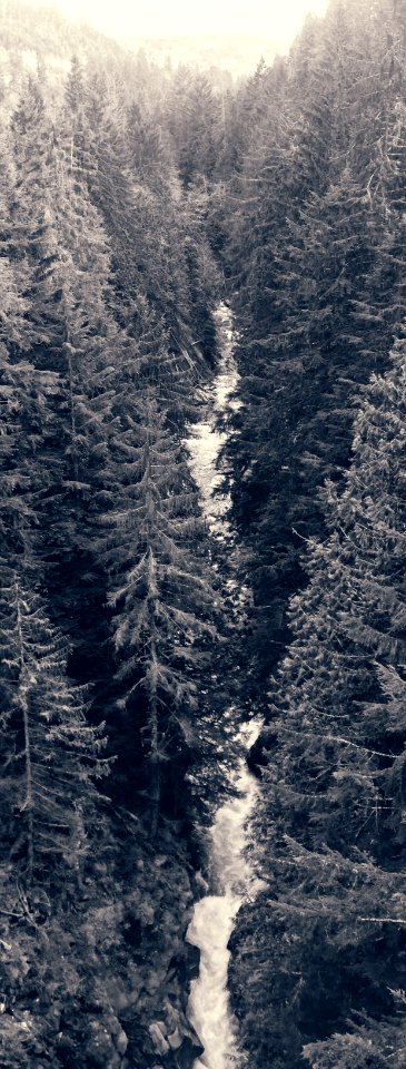 Carbonado River from the Fairfax Bridge