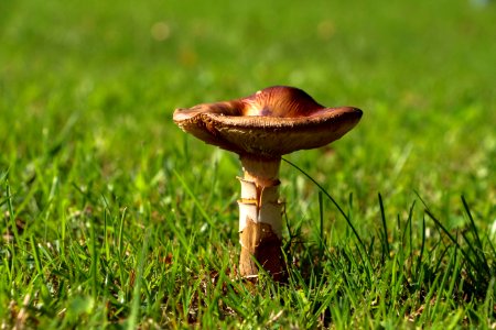 The random mushroom photo