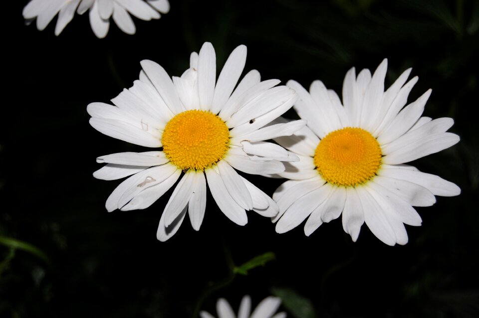 White flower plant