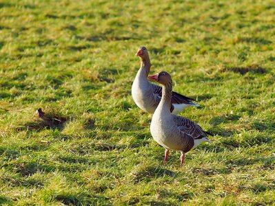 Brown bird animal