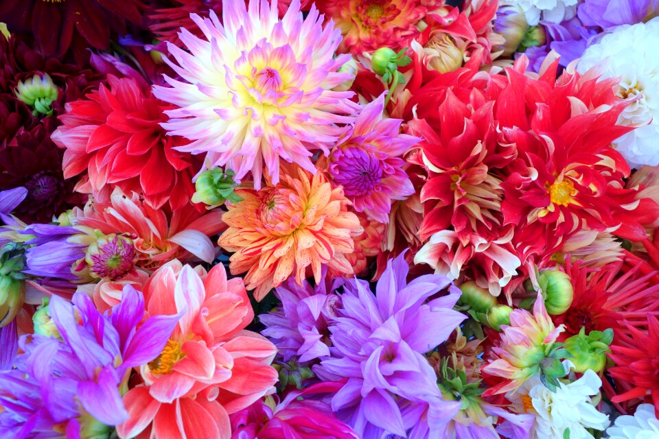 Colourful beautiful blossom