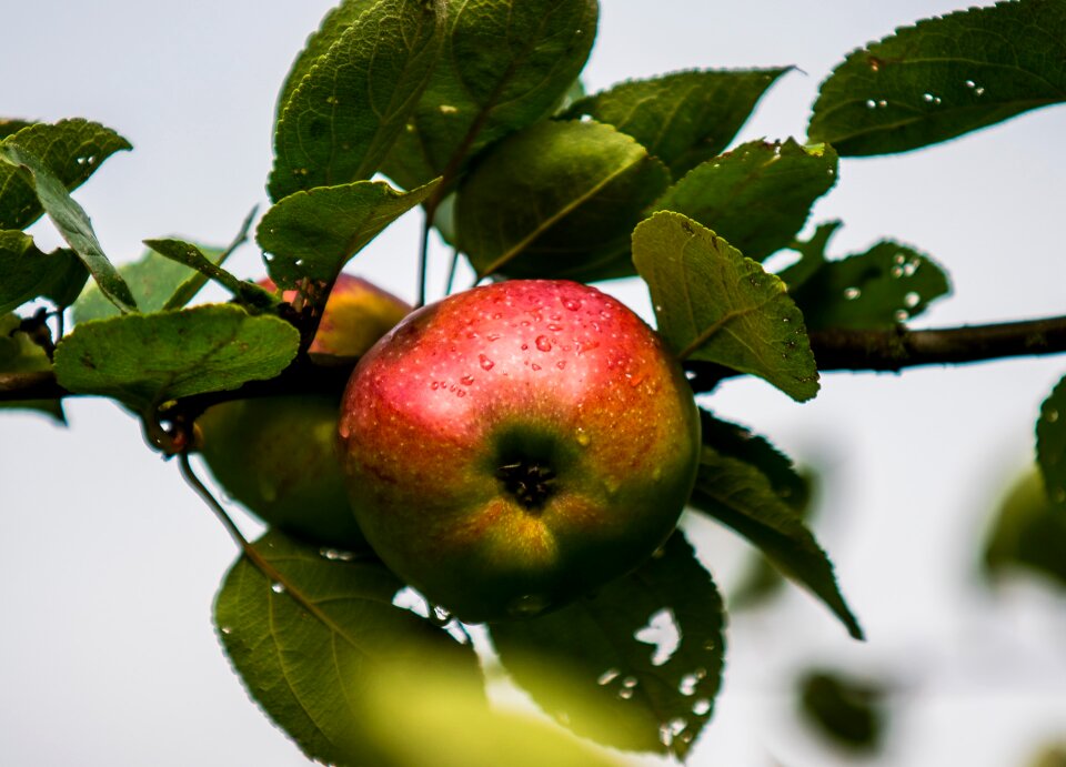 Apple close up drip