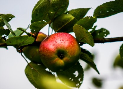Apple close up drip