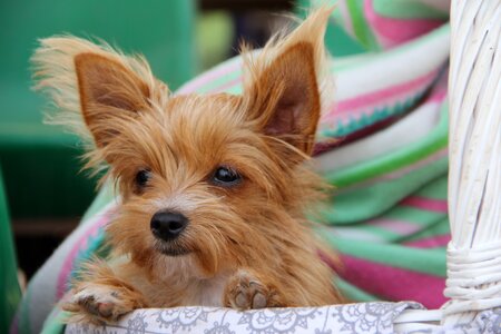 Cute animal breed