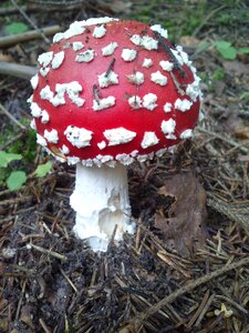 Forest fungus autumn