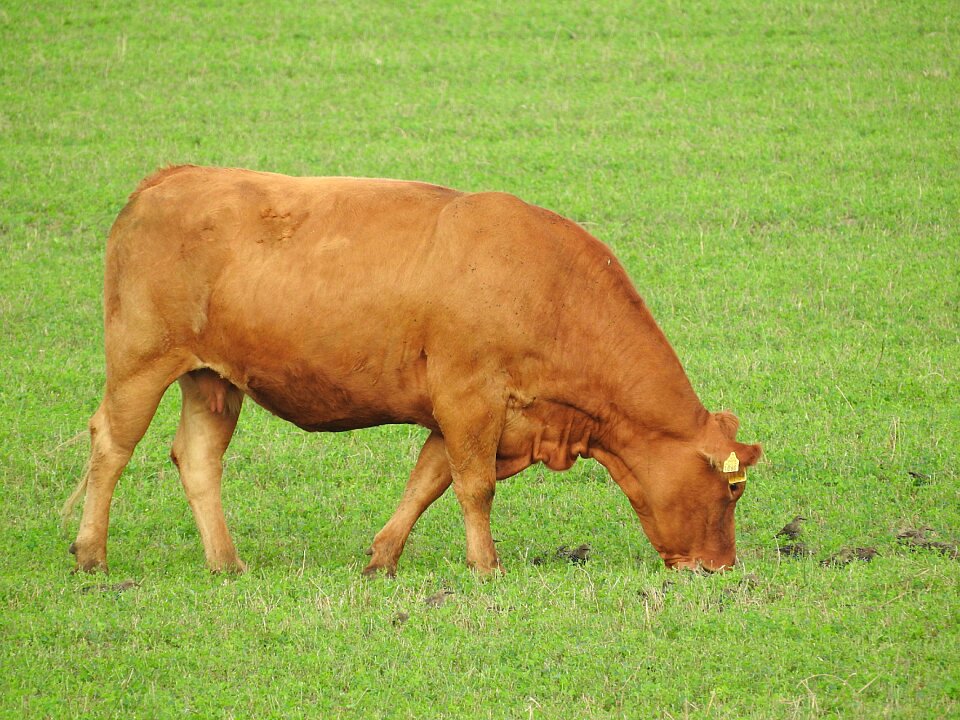 Pasture graze beef