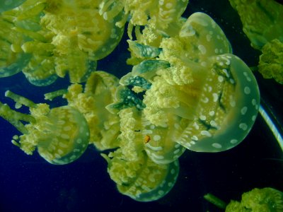 Yellyfish photo