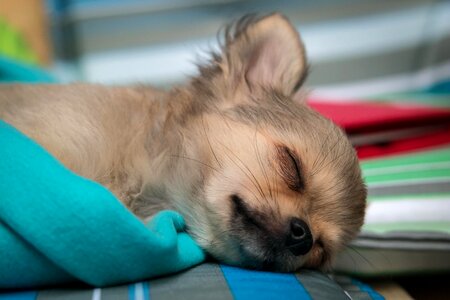 Baby sleep chiwawa photo