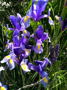 Floral beardless nature photo