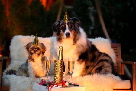 New year new year's eve 2016 dog photo