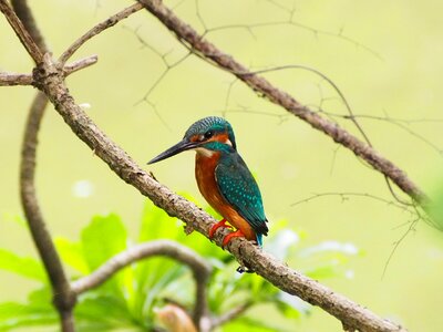 Kingfisher Free photos