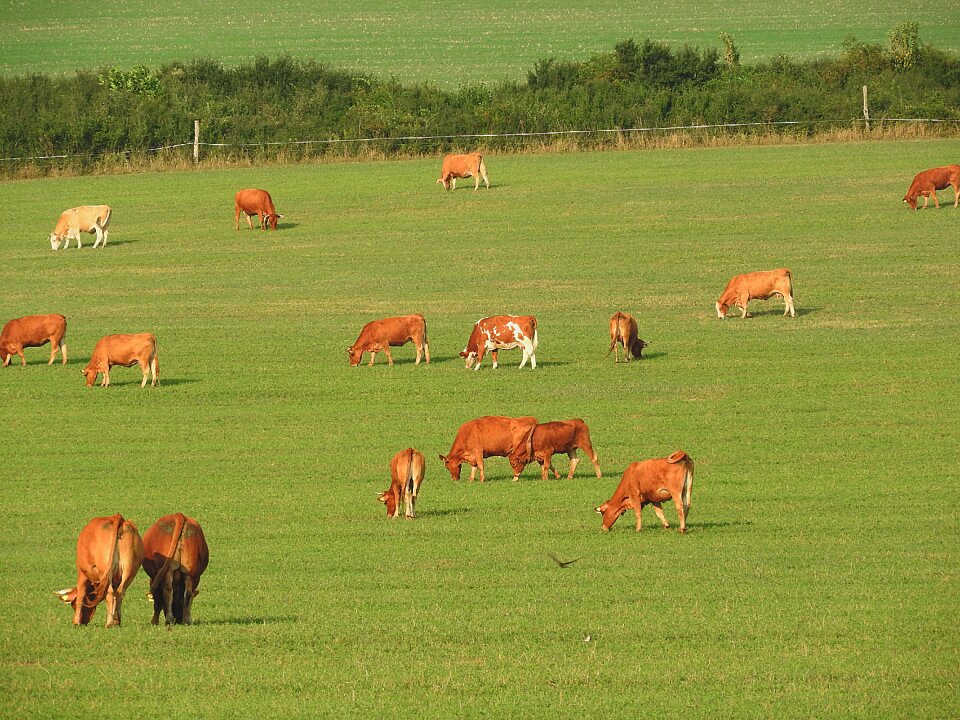 Pasture graze cattle