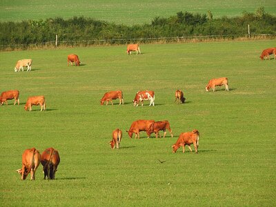 Pasture graze cattle