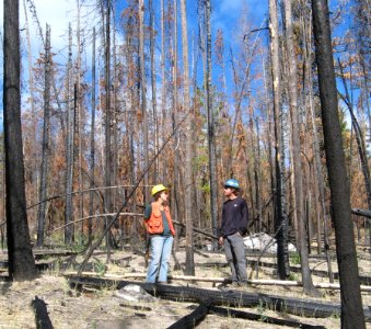 Fire in a Dense Forest