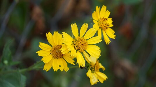 By nature outdoor petals