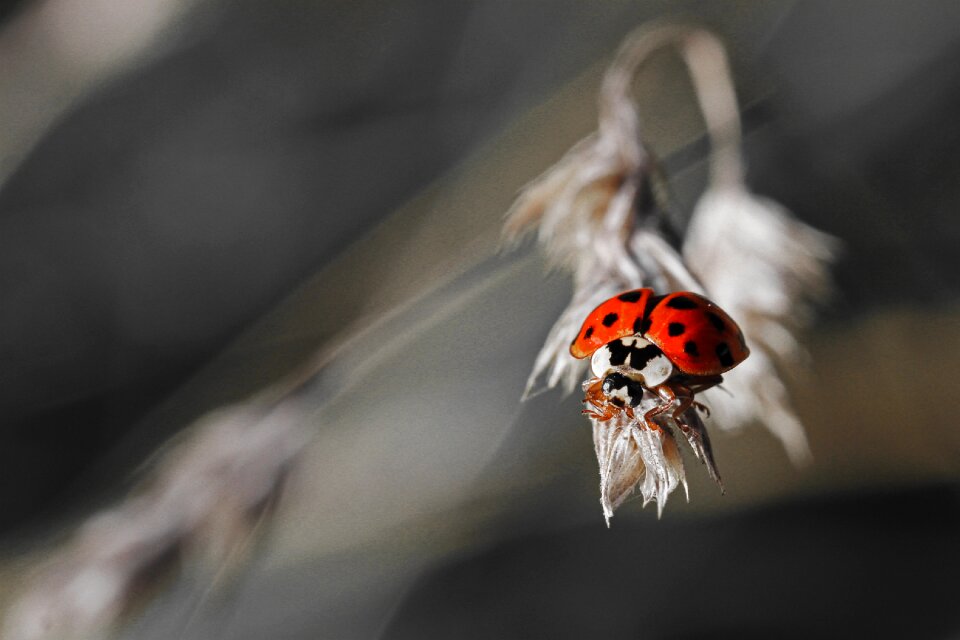 Beetle meadow macro