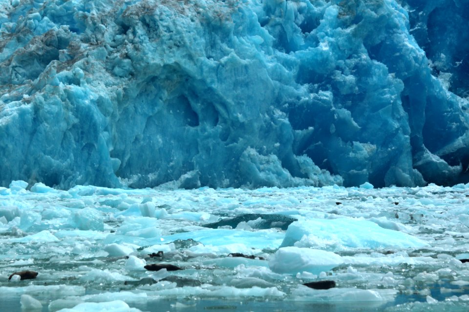 Seals Resting on Glacial Ice photo