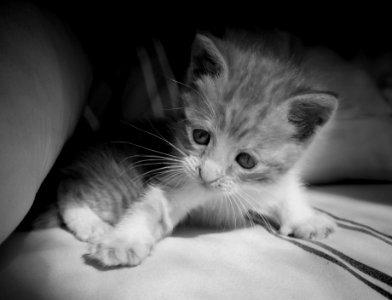 sad Kitty photo