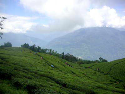 Tea Garden