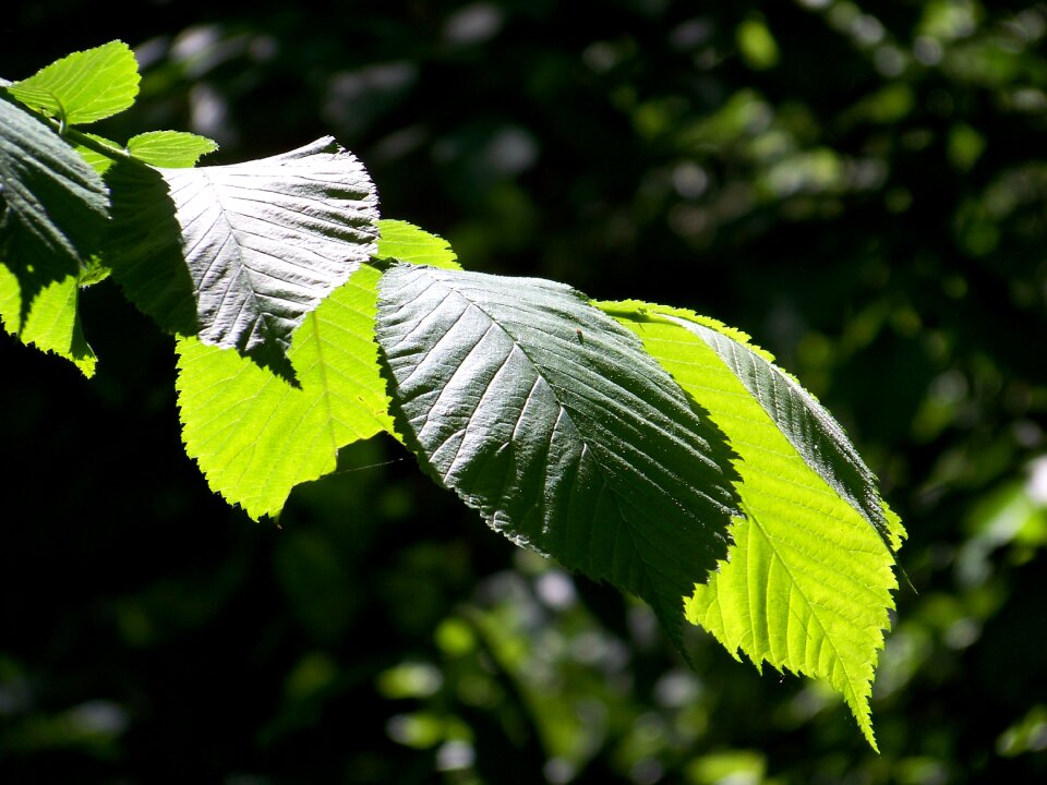 Forest nature sprig