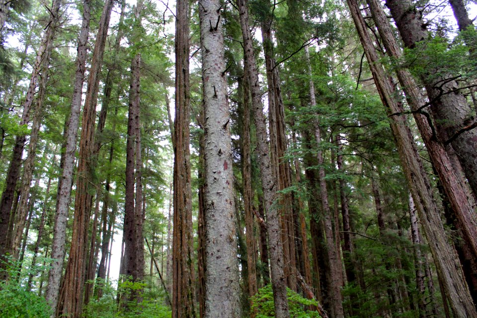 Forest Stand of Sitka Spruce and Hemlock
