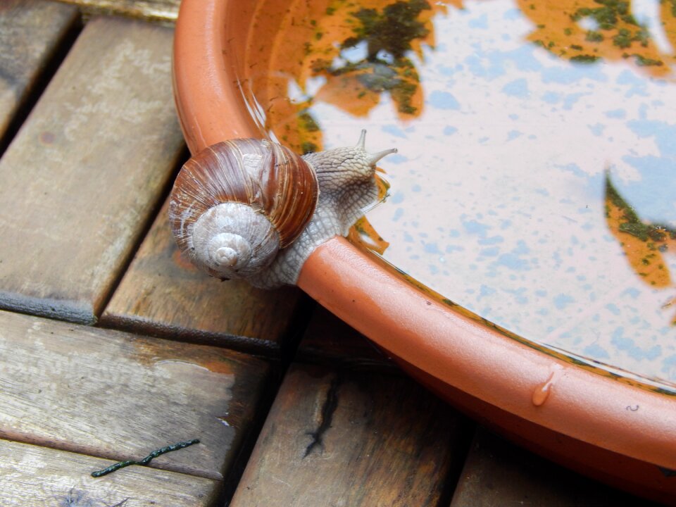 Slowly mollusk nature