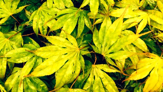 Japanese Maple as a texture