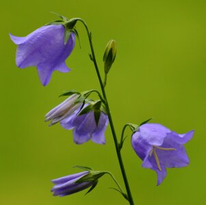 Blossom bloom plant