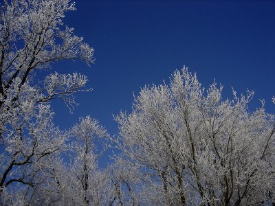 Frozen Trees