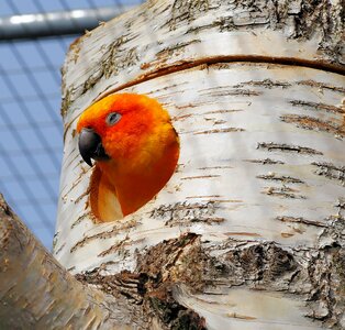 Plumage animal red