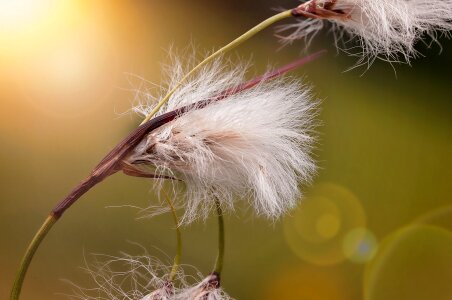 White wool schopf alpine cottongrass